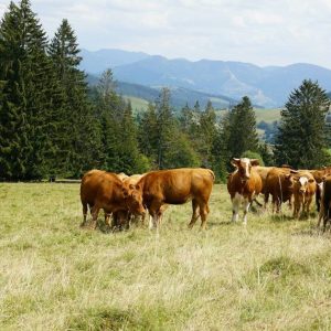 brown cow on green grass field during daytime