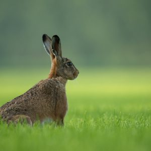 brown rabbit standing on green grass field