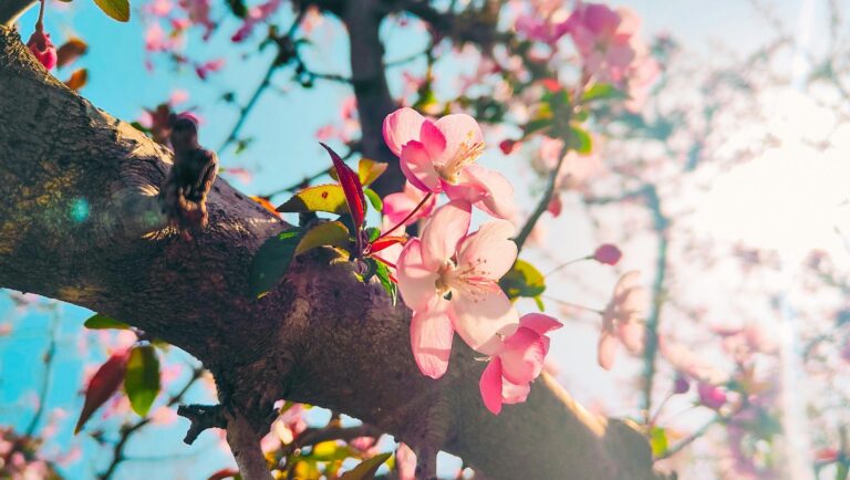 Frauen-Frühlings-Retreat zum Neumond – Zeit für dich